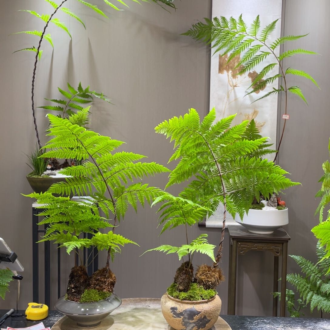 y****n蕨类植物和灌木丛的