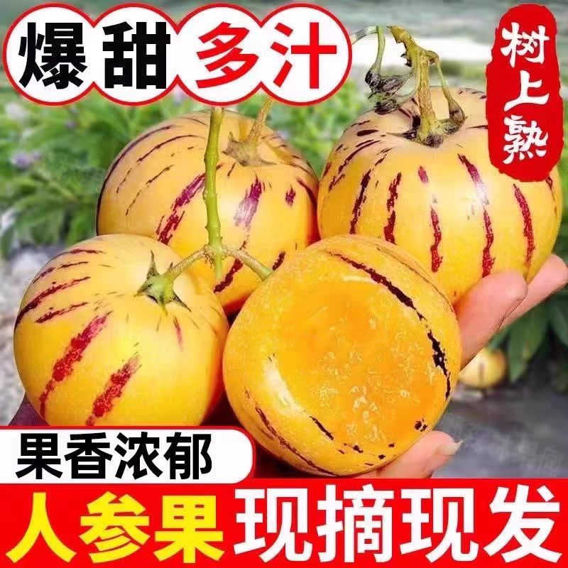 【新鲜现摘】头茬石林人参果树上熟黄肉圆果
