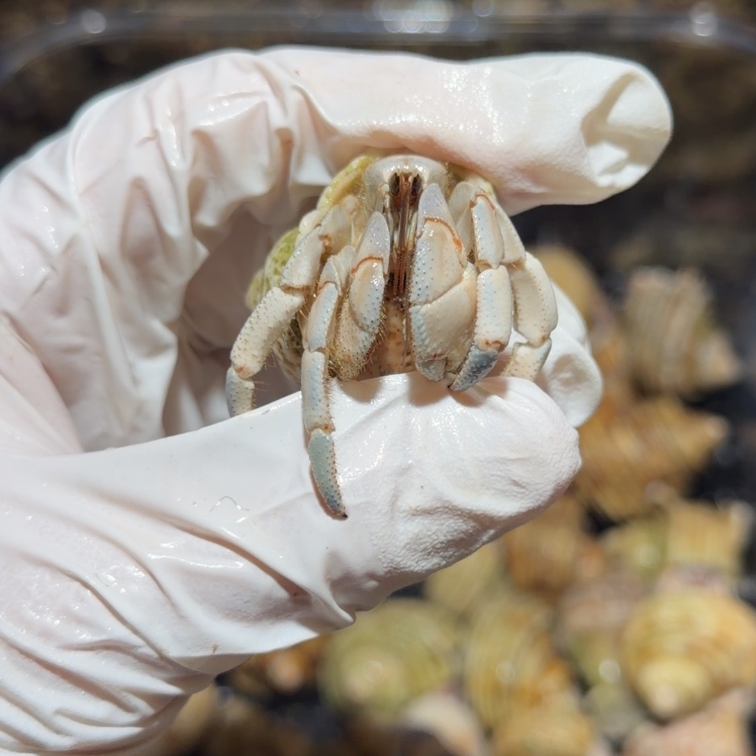 周周宝专拍小蓝白