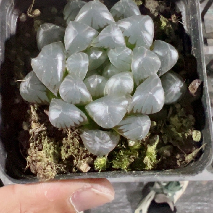 冰灯玉露精品多肉植物