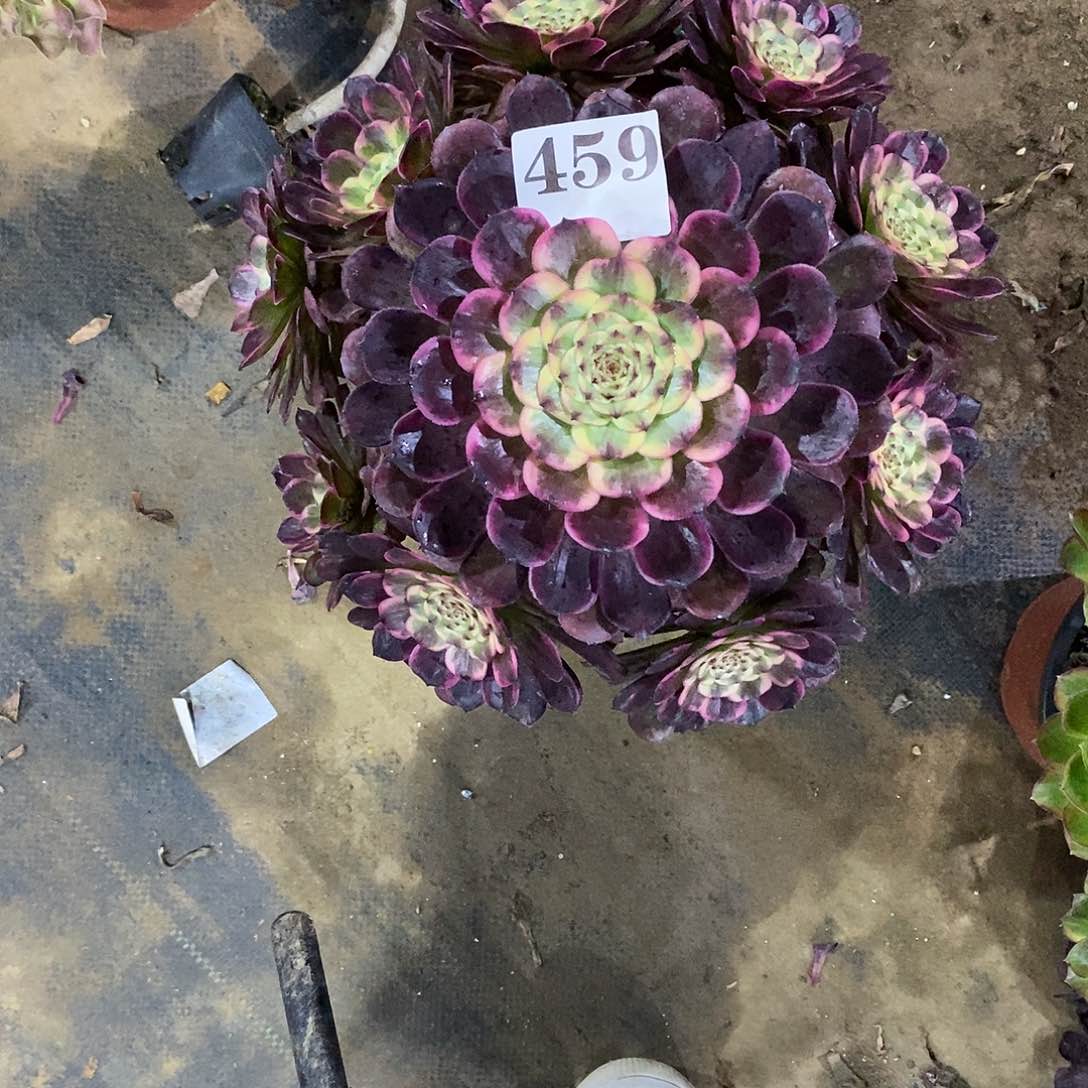 黑金刚 459多肉法师植物