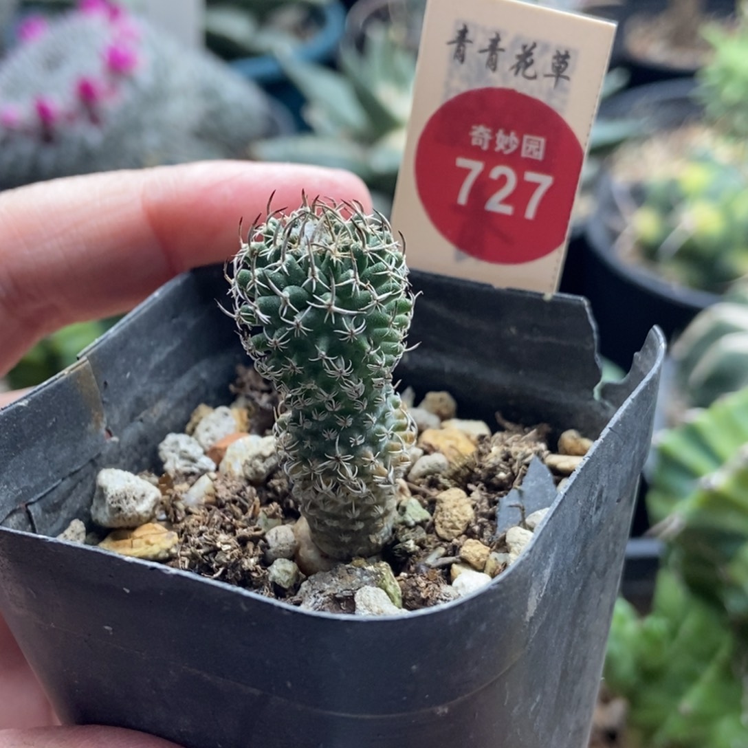 实生海胆娇丽1.6cm一棵仙人球