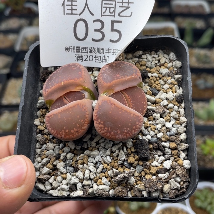 佳人园艺新年福利啦日轮035