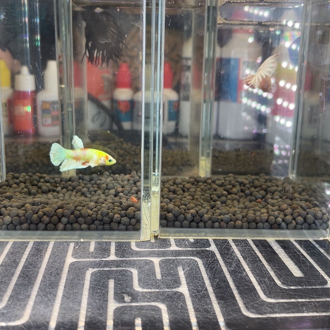 斗鱼18号1213早两只