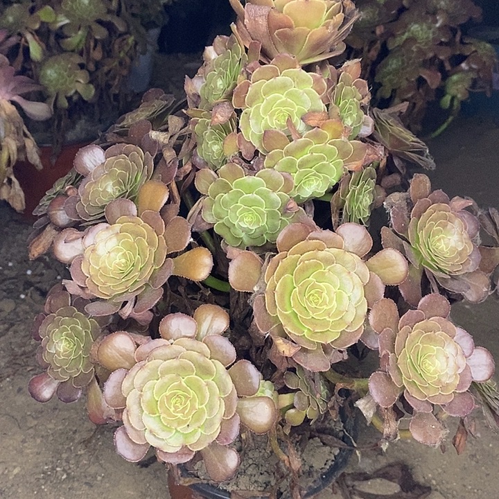 萝莉多肉植物004。