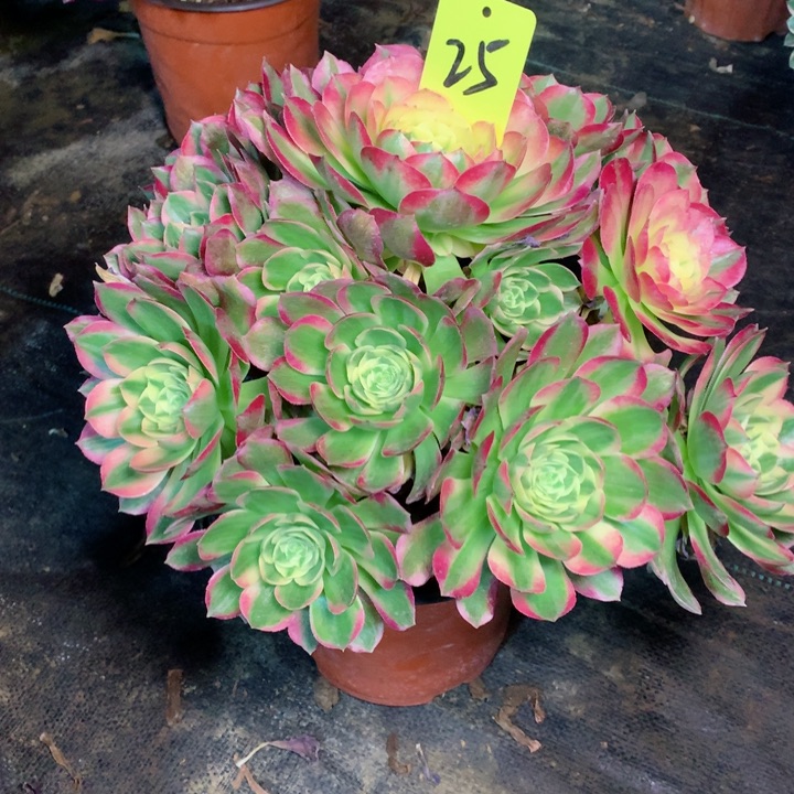 25海王多肉一物一拍～