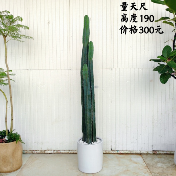 量天尺落地摆放植物1盆