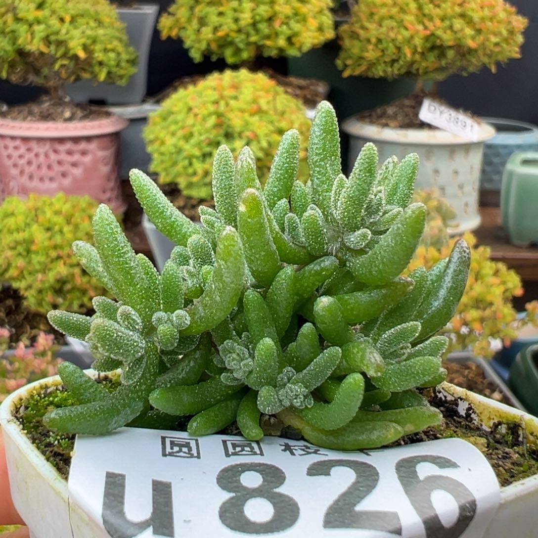 开花好看u826小小小狐尾冠幅4cm