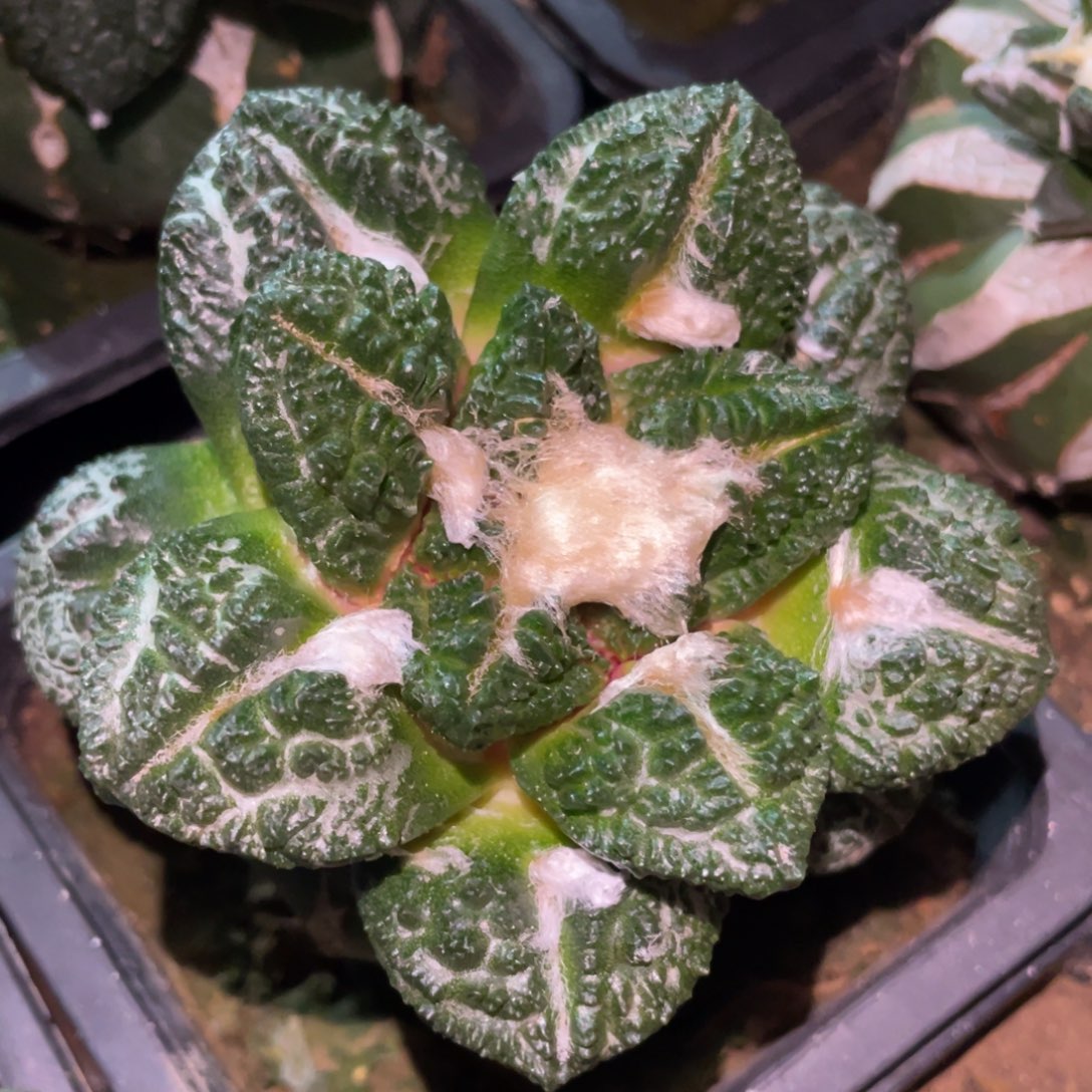 大型全戈犹龟甲牡丹 仙人球