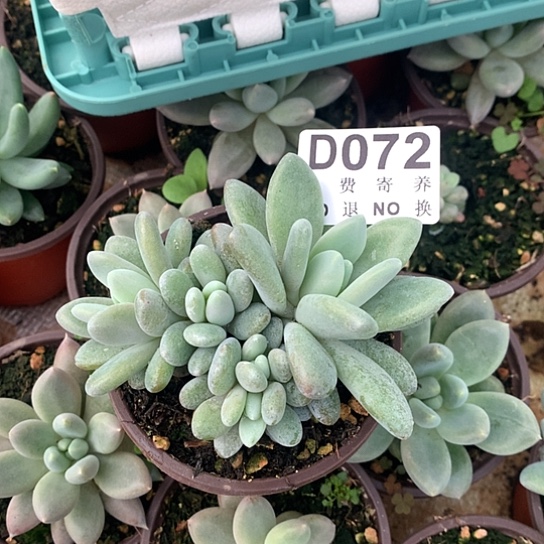 橙龙072 亏本处理退款拉黑7-8天发货