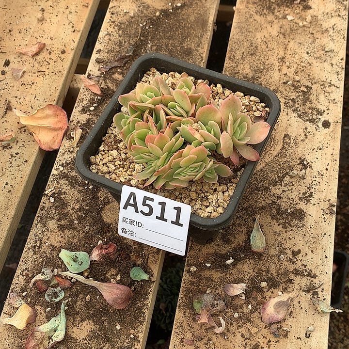 璐璐多肉一物一拍