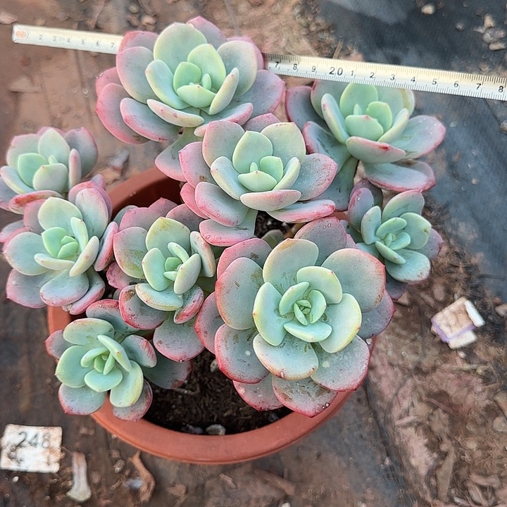 白月光069 多肉植物一物一拍