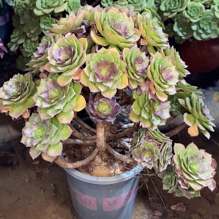 雨***步桃花石多肉植物40 