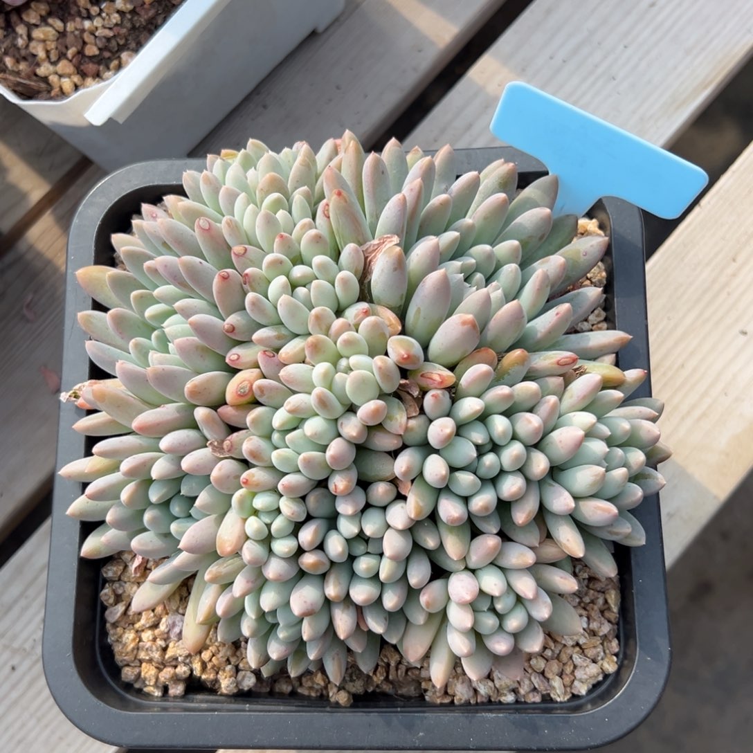 七彩奶糖11111111111111111