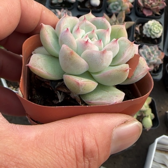 饮***水176女王多肉植物多