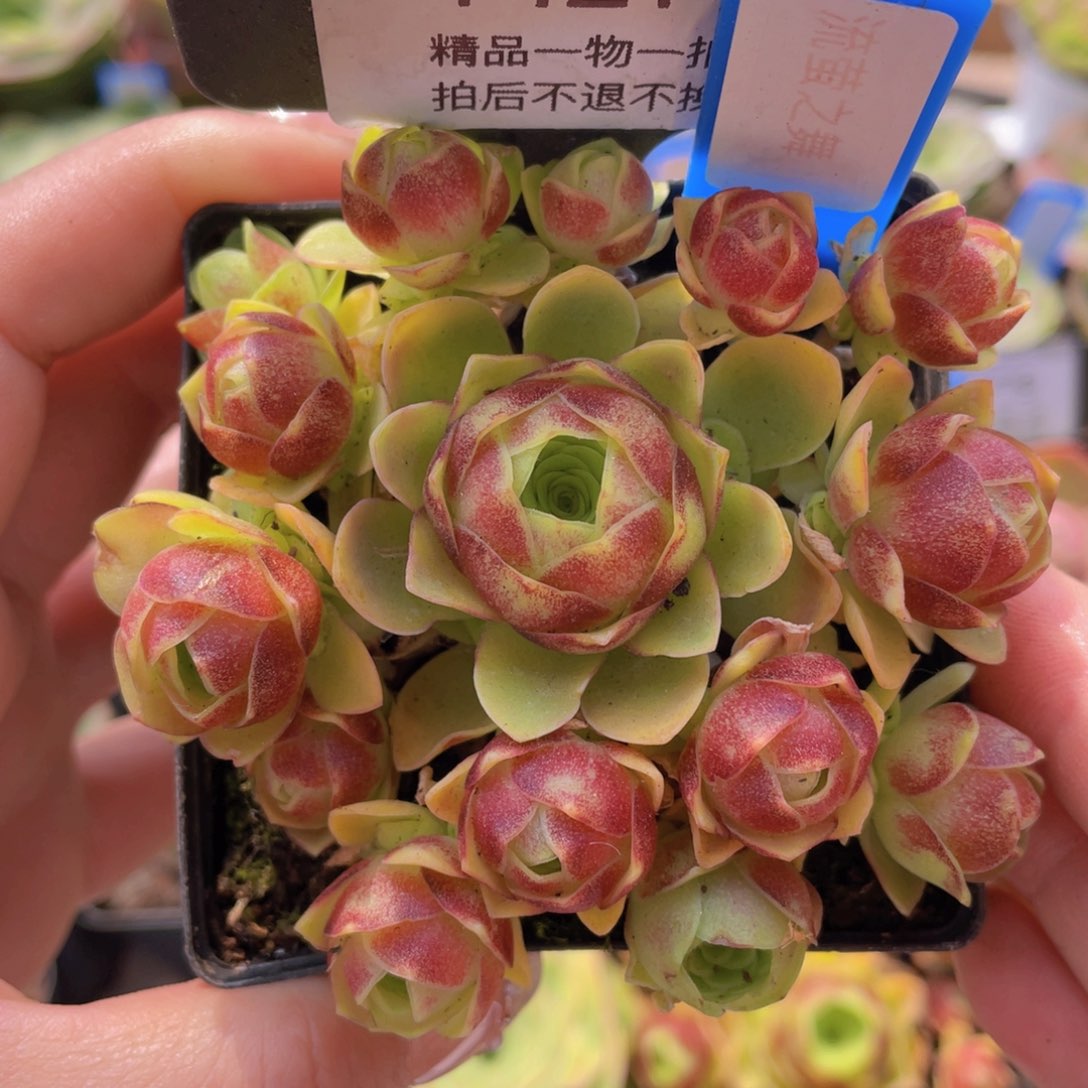 流萤之舞一物一拍121