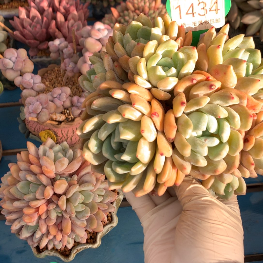 冰橙无砍平头一物一拍1434