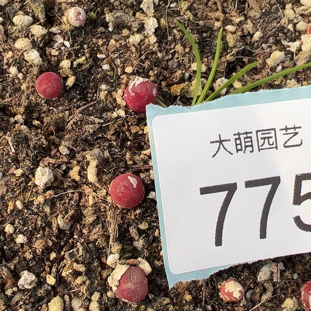 0000775量拍2年半雪茄3颗尺寸0.5上下介意勿拍