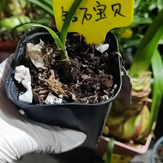 钻石宝贝1.3包对版，不包养护