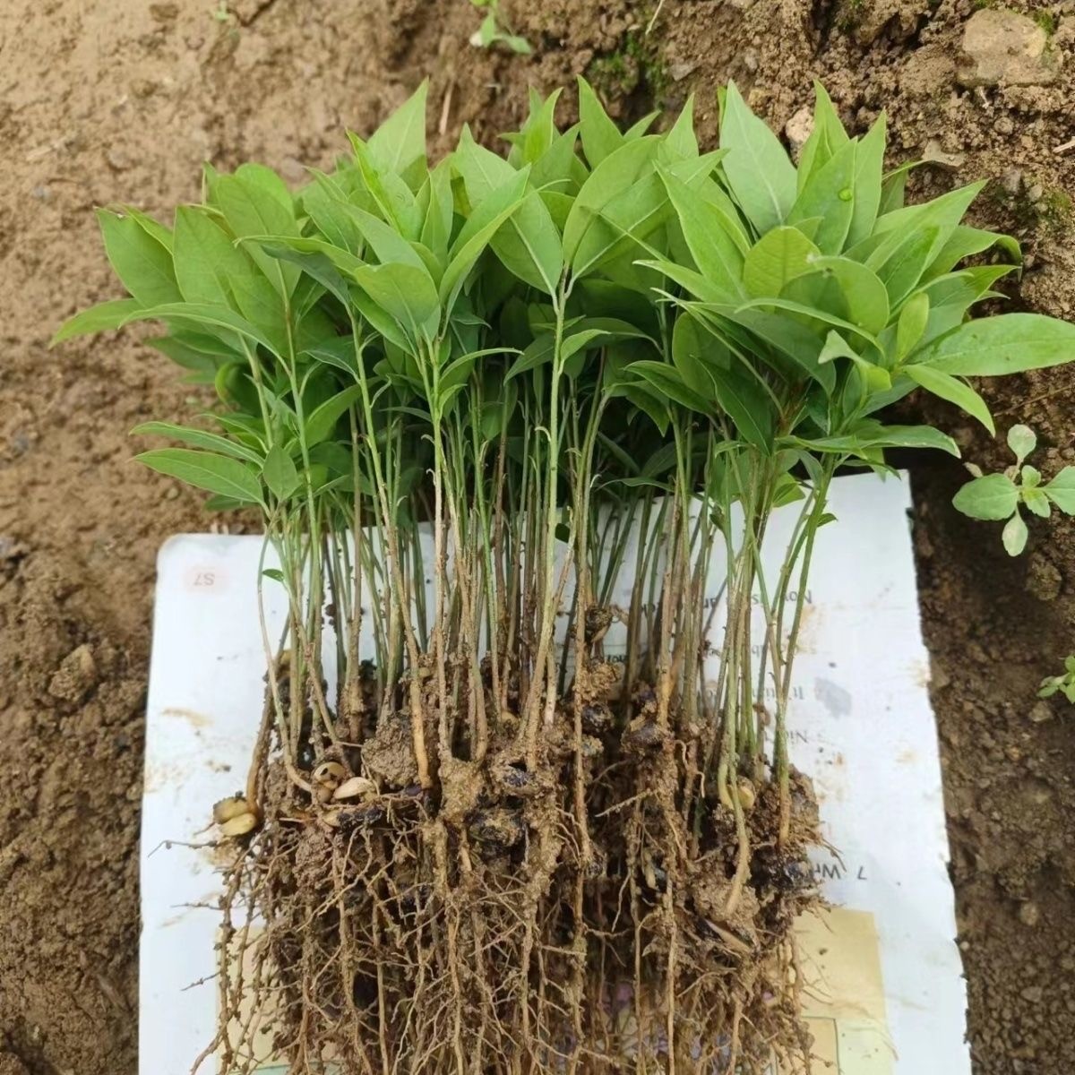 【芽苗】正宗四川金丝楠木芽苗四季常青裸根不带土