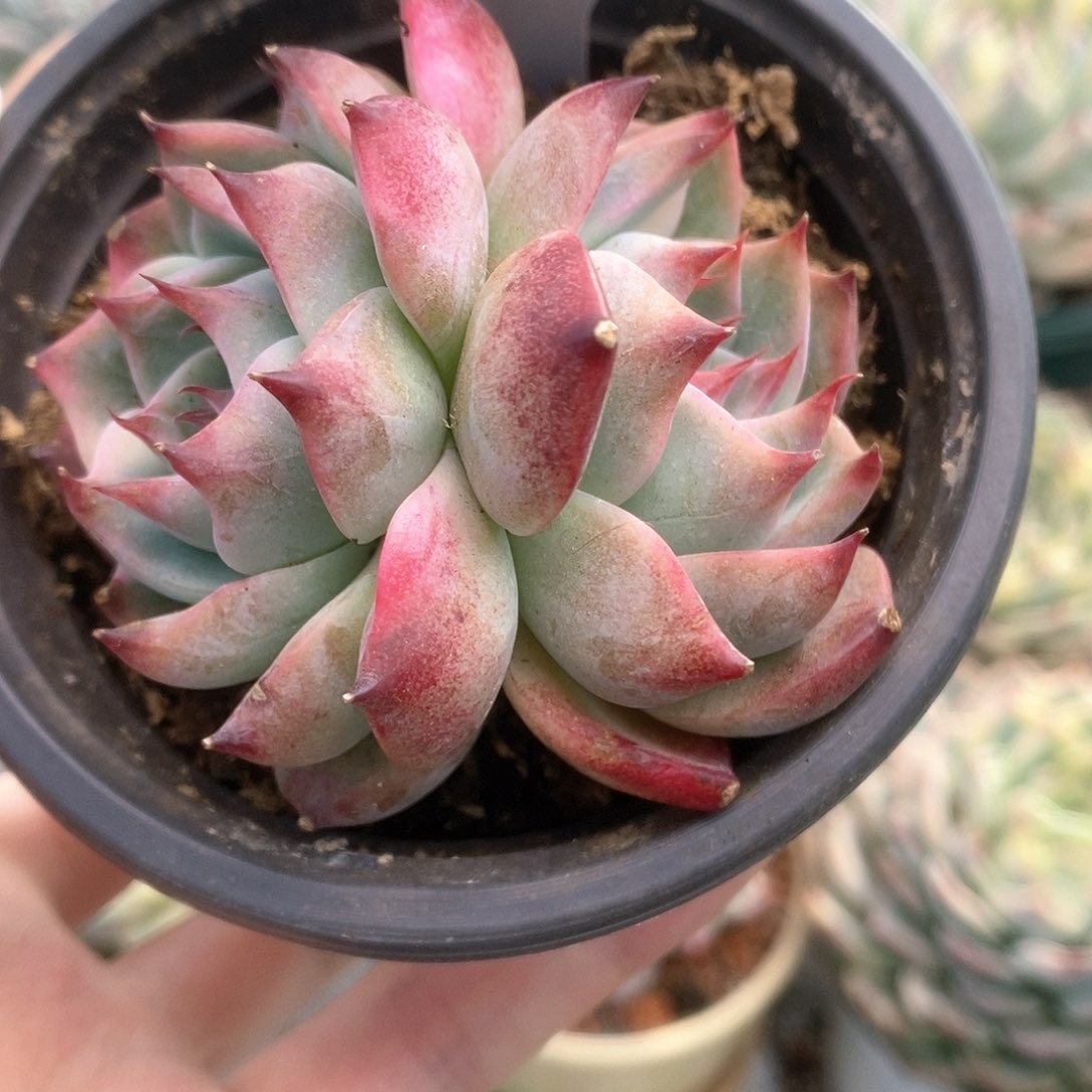 009锦锦锦锦锦锦