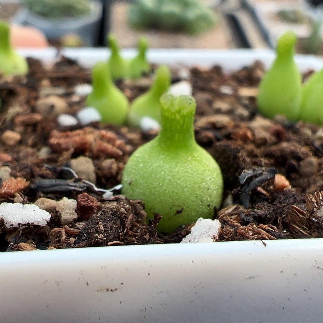 多肉肉锥 小葫芦母本 优选