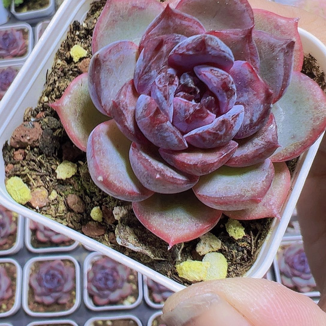 小黑橙19包邮多肉植物