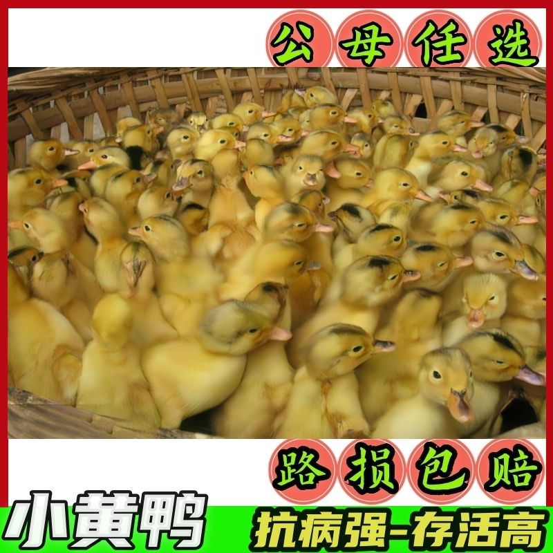 吴【直播专属】宠物鸭麻鸭柯尔鸭顺丰包邮