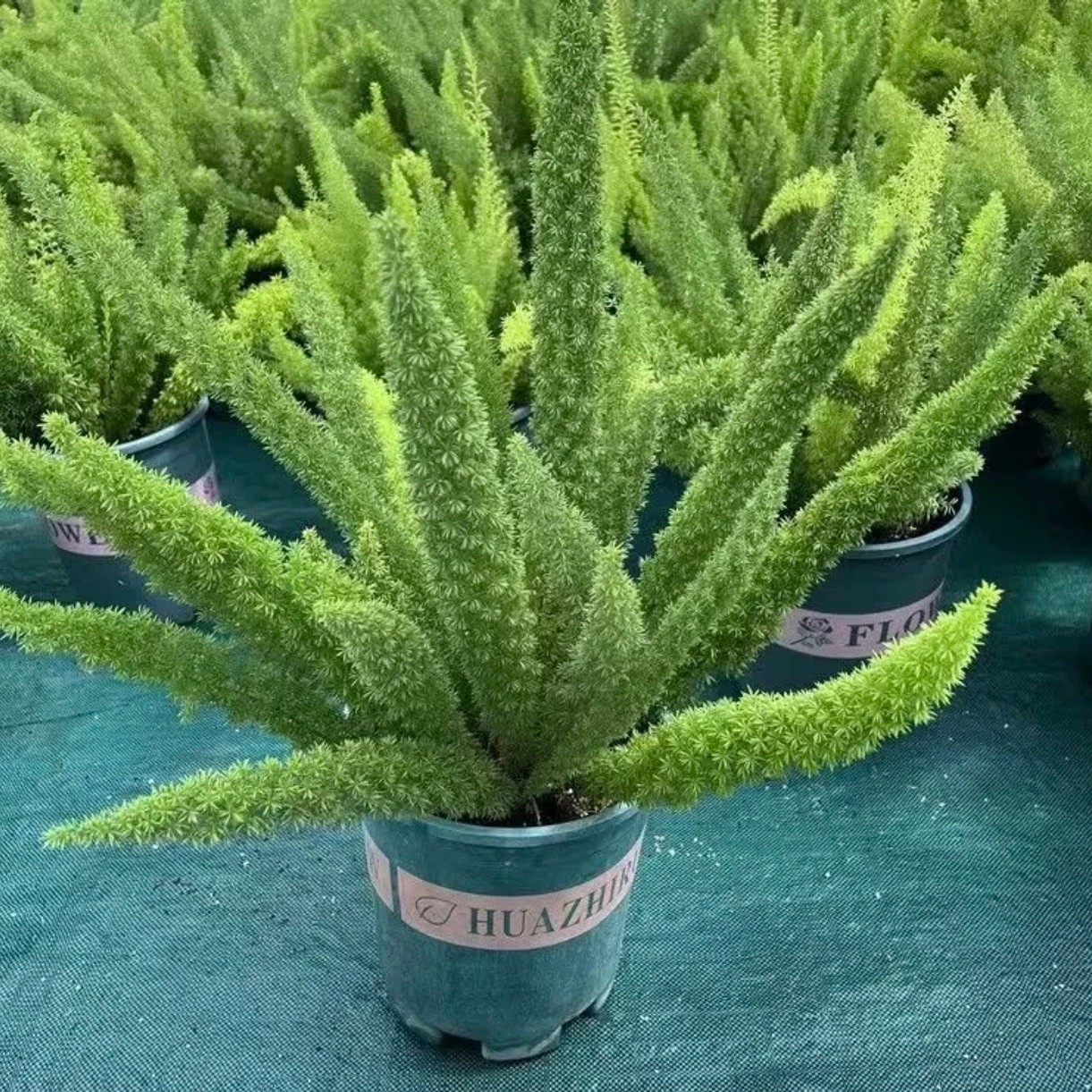 【狐尾天门冬】庭院阳台花园植物四季绿植时尚盆栽观叶花镜花苗好养