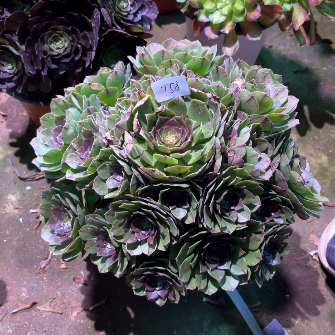 多肉植物万拉丝758