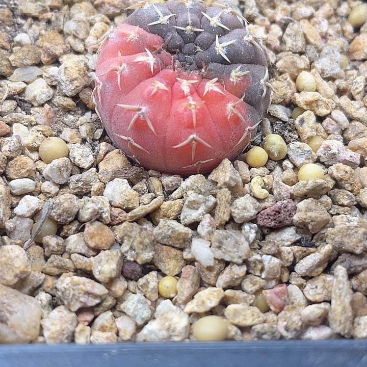 实生怪龙丸锦一颗包邮