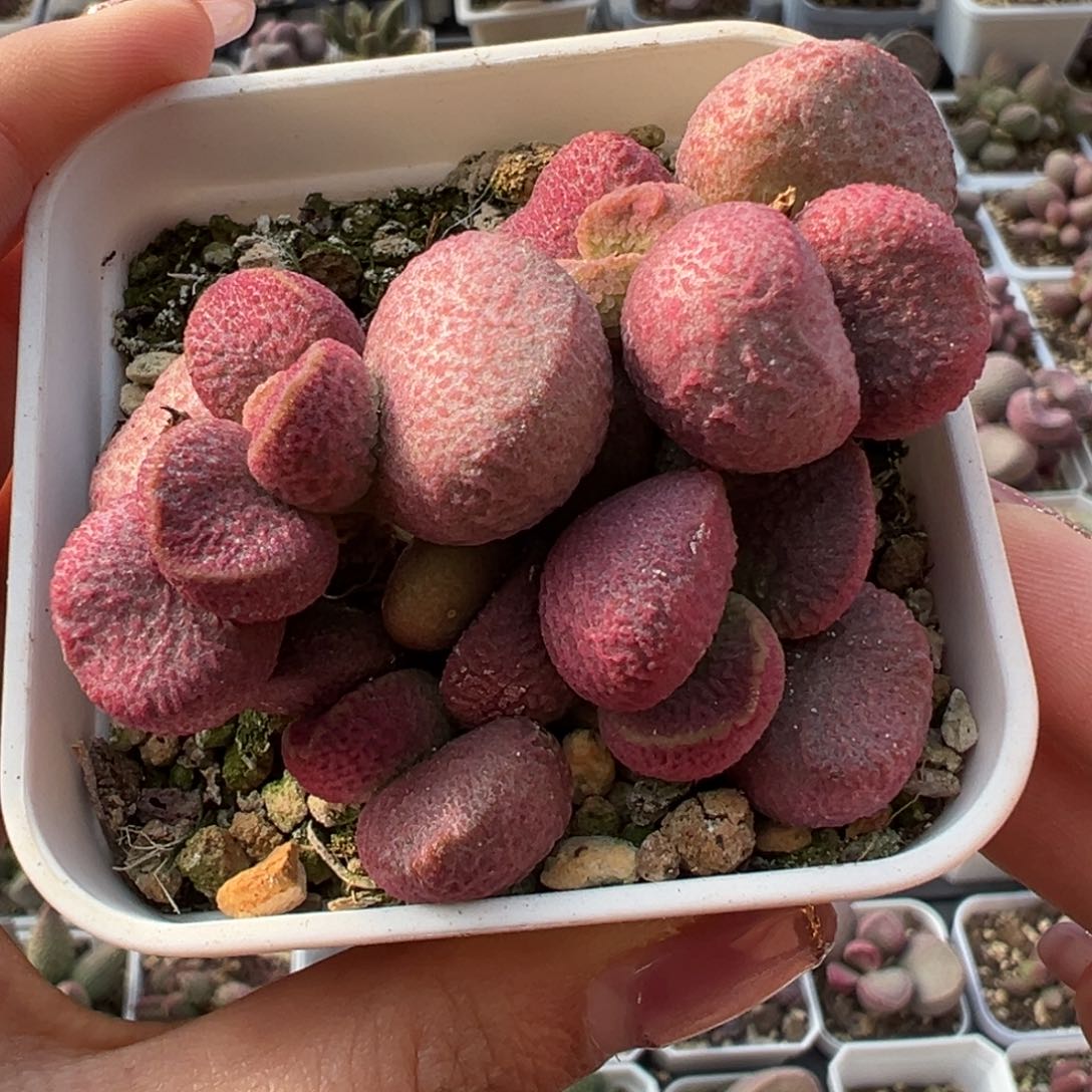夏娃多头纯木质桩多肉植物水泡