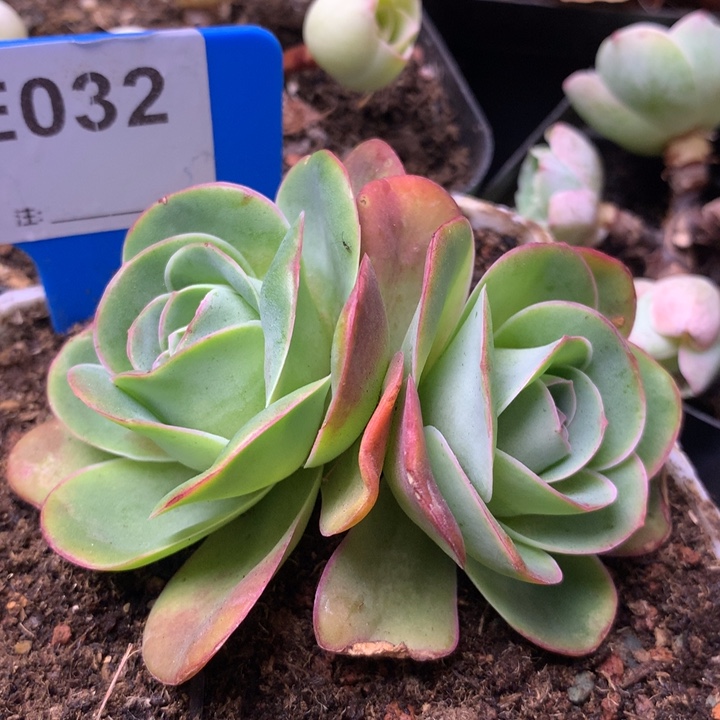 一物一拍果粒橙032