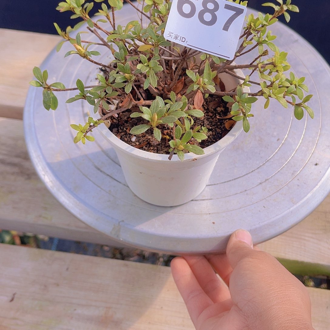 红陶直播时间一直一个