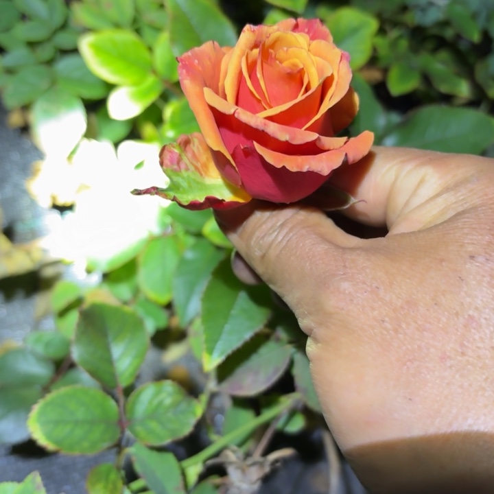 无花朵撒切尔夫人小苗