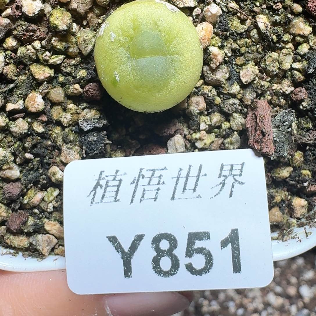 851盒多肉植物哇d c