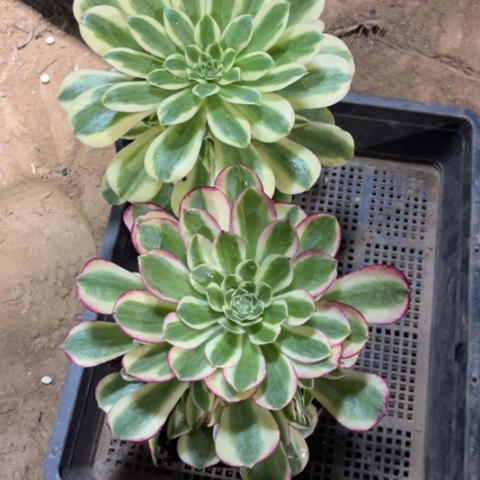 585多肉植物组合