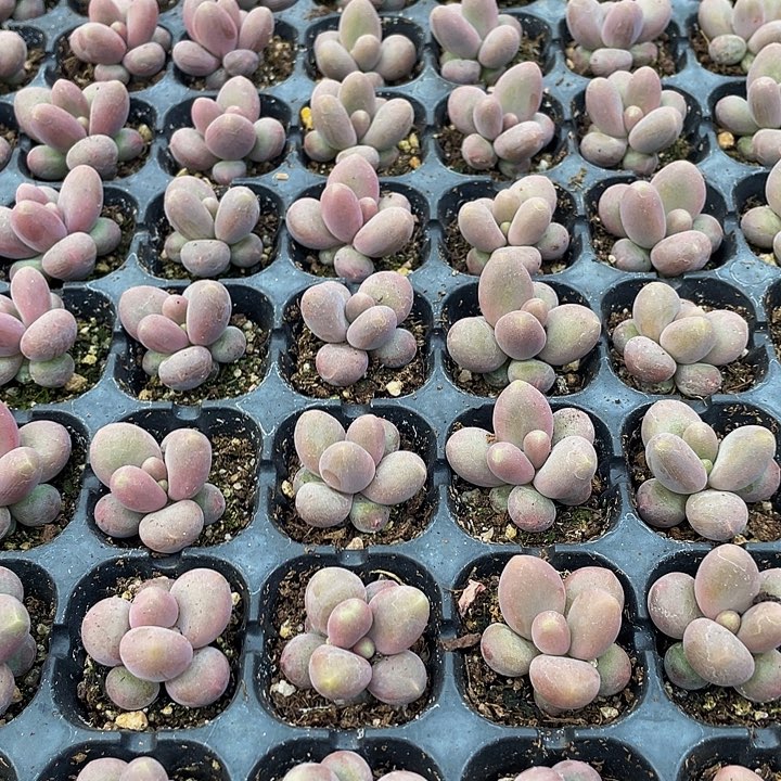 小彩虹奶1元带土发货