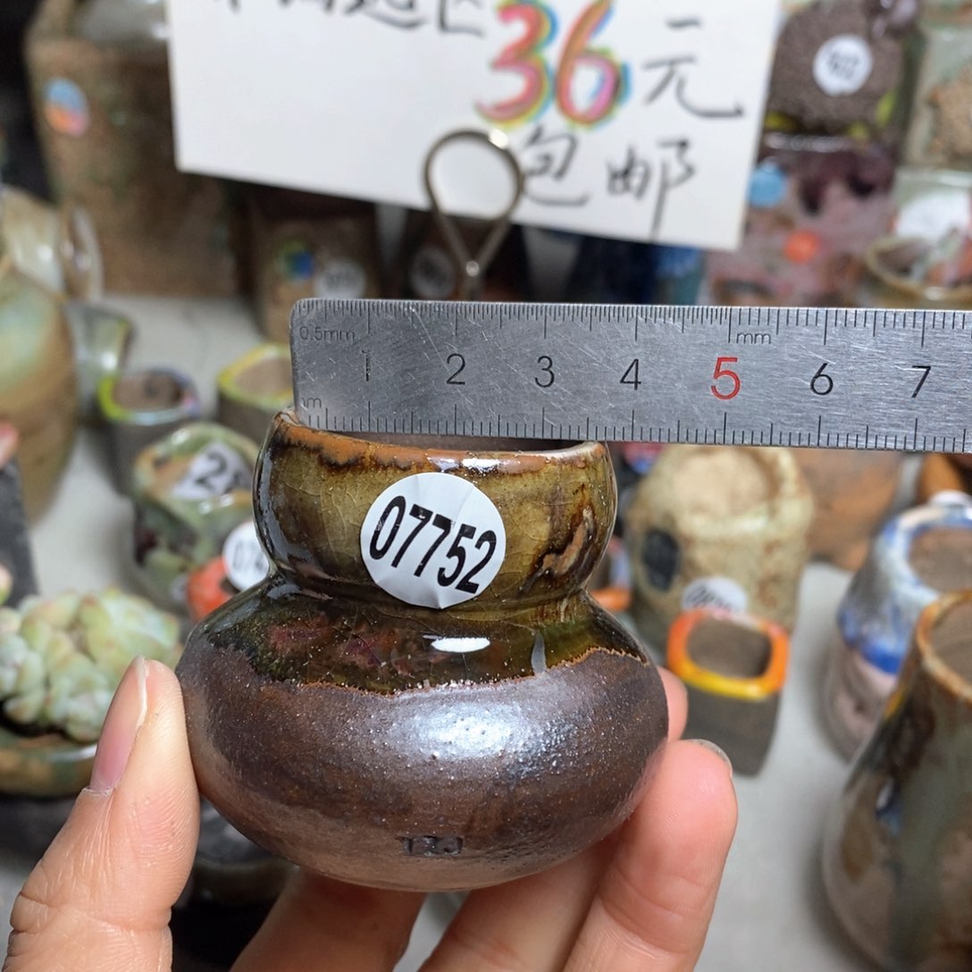 花盆拍5送一个小礼物