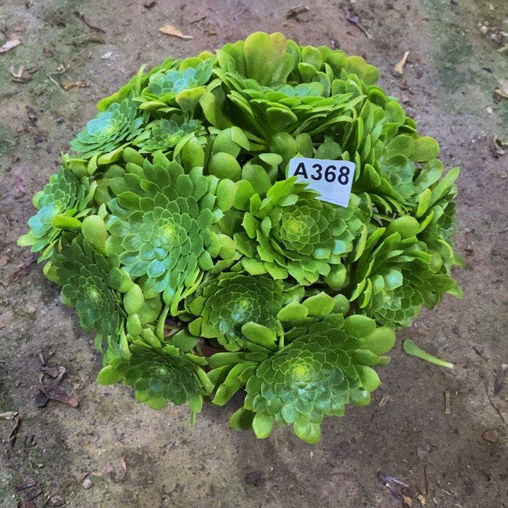 翡翠冰多肉植物368