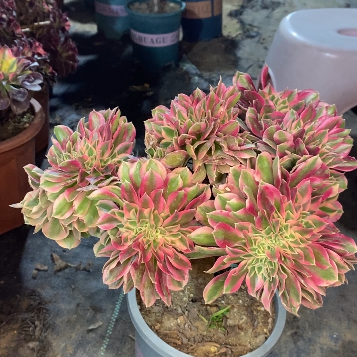 粉女巫缀多肉植物30 