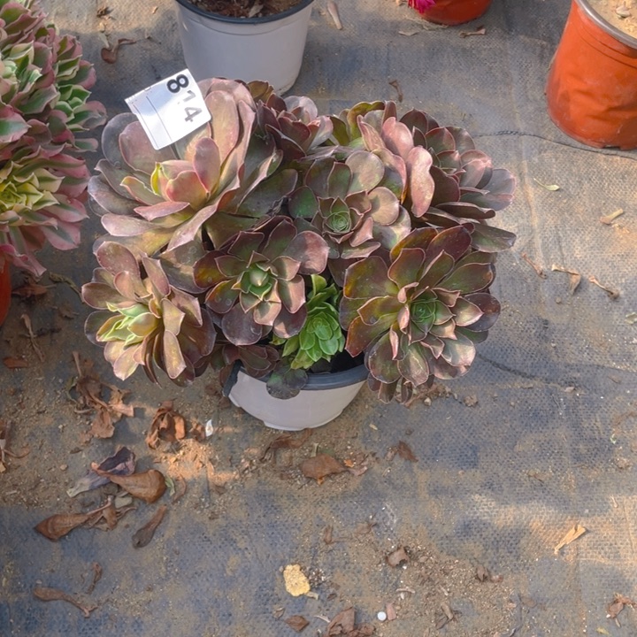 多肉魅金玫瑰814