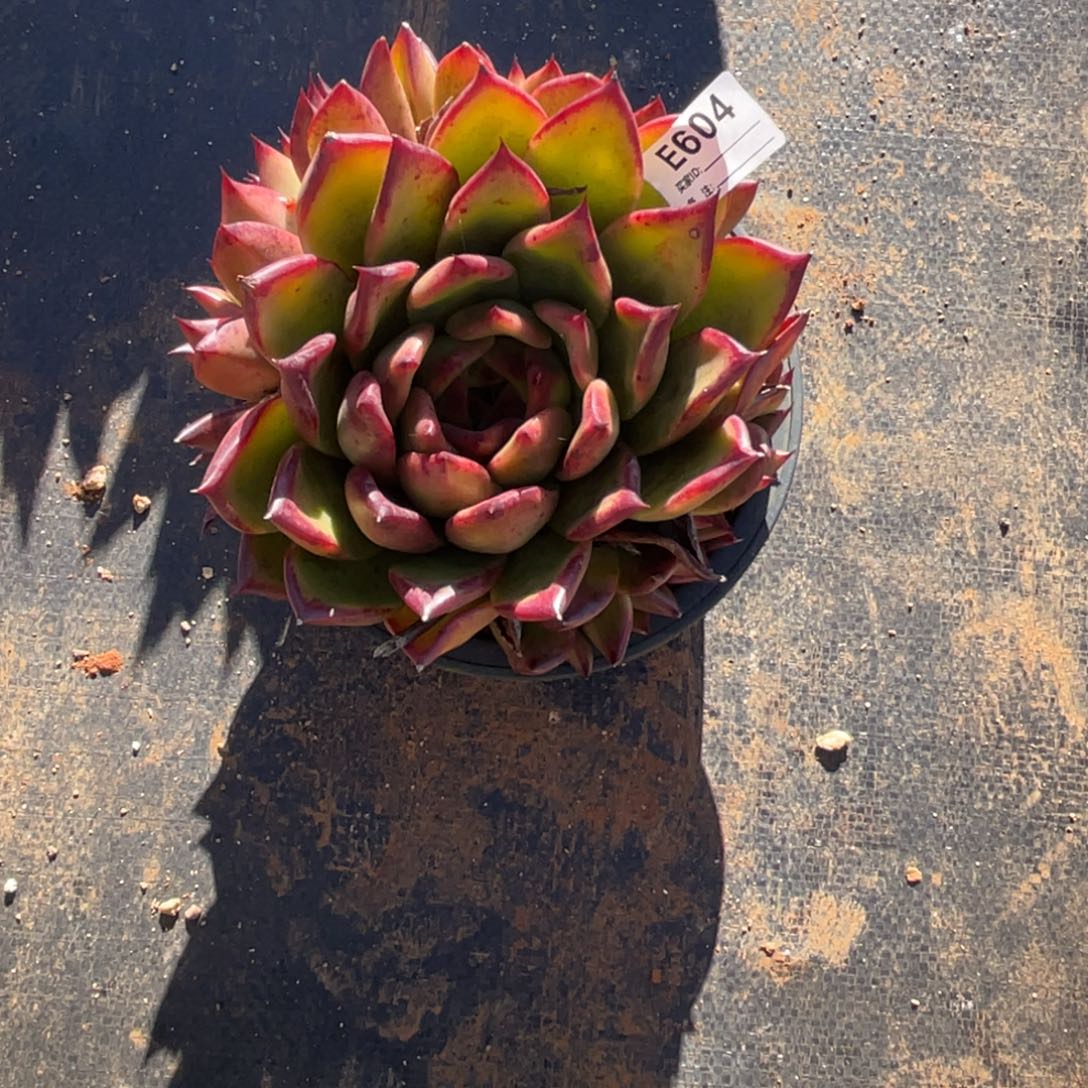 无花朵若茹东云单拍E604