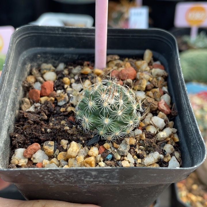 我***豆实生乳突0238000000