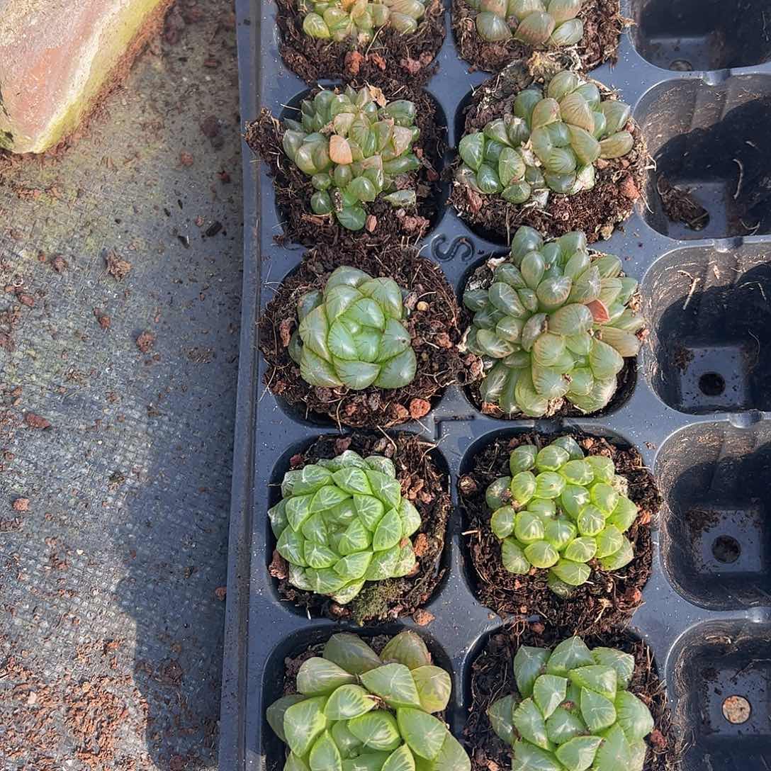 直播福利一物一拍11