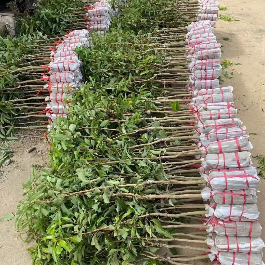广西荔枝苗无核荔枝冰荔仙进奉妃子笑阳台庭院种植大果纯甜
