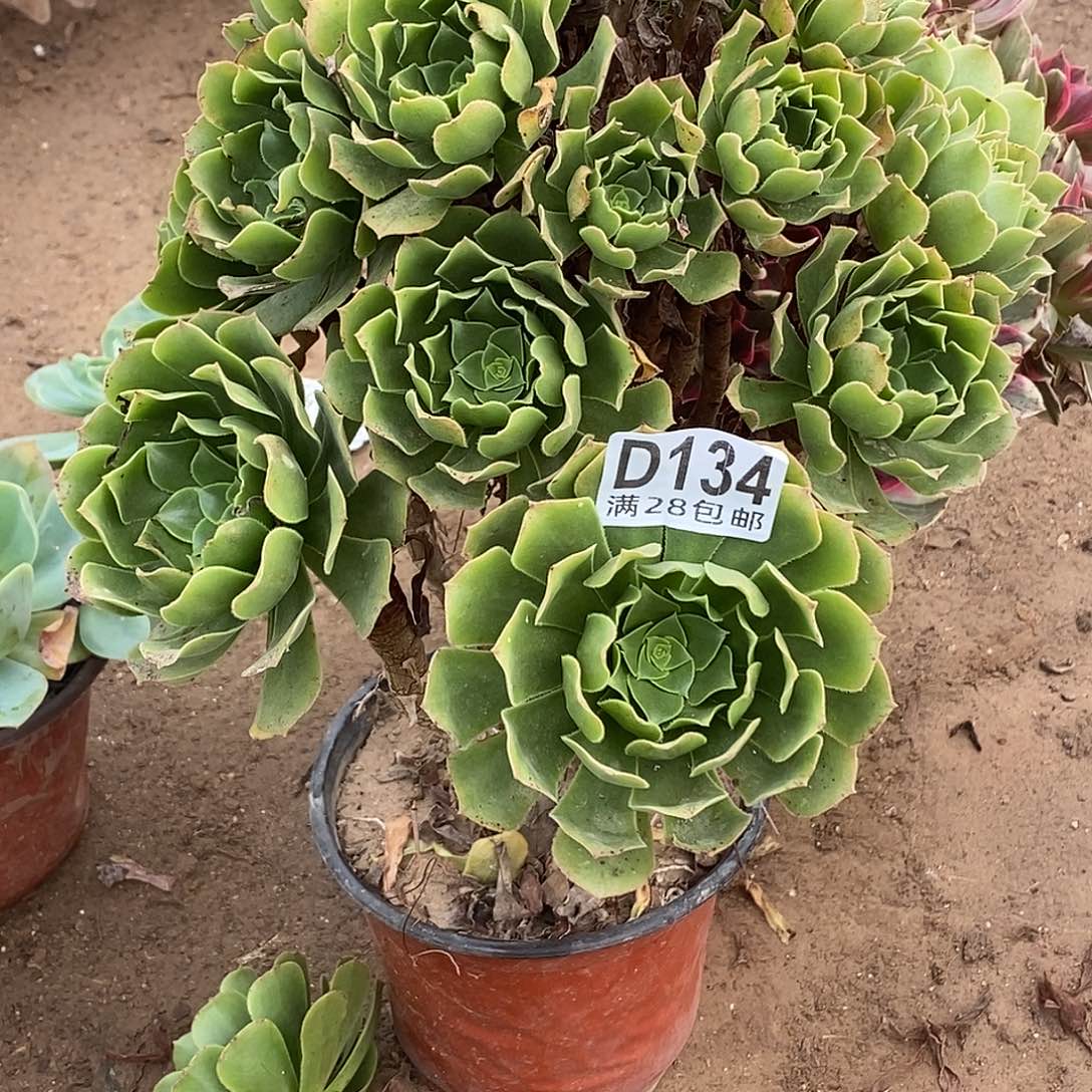 134 多肉植物不包断枝