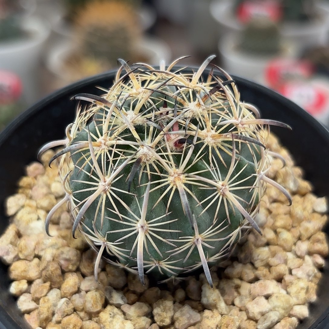 仙人球实生琥爪玉