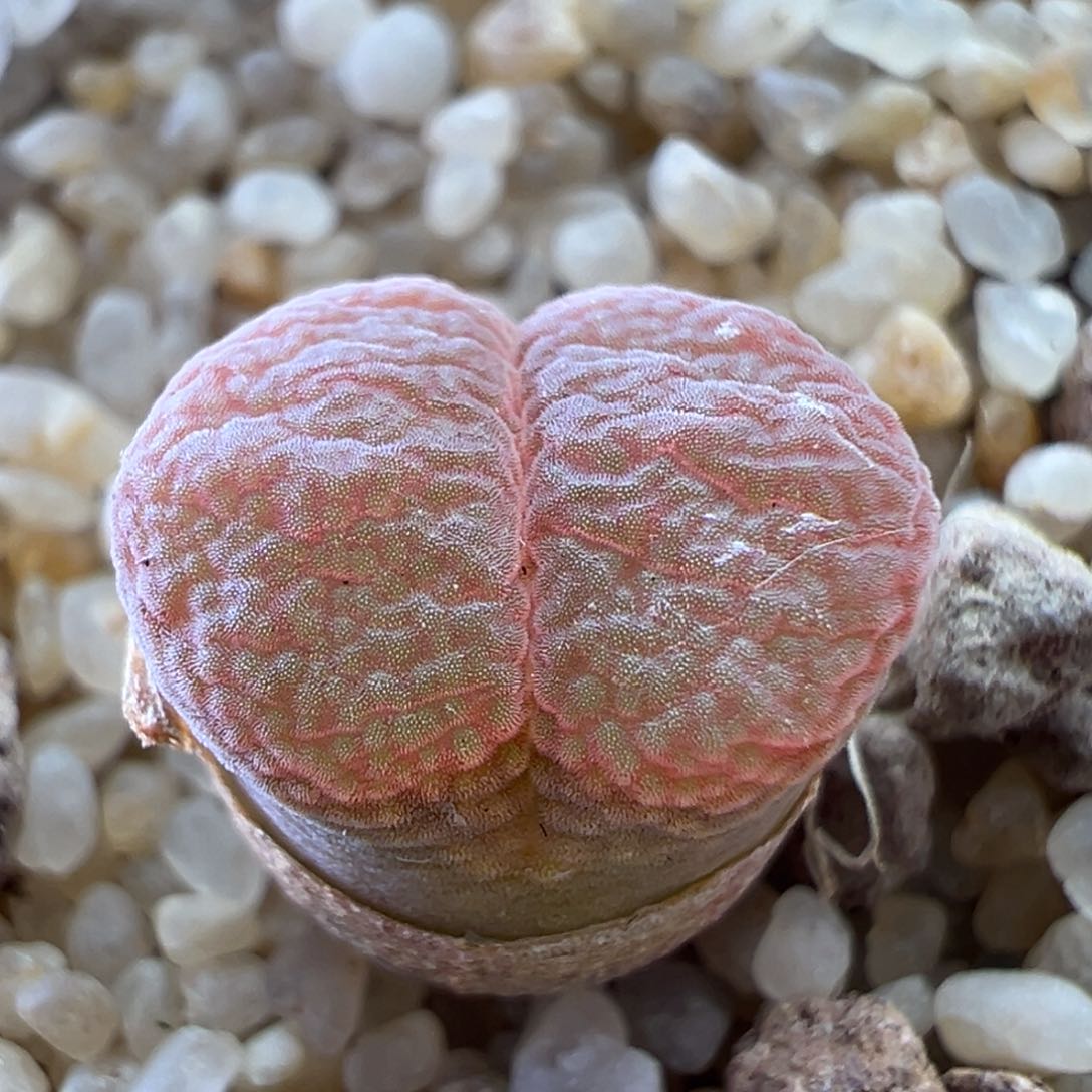 115优选1799.9风铃一颗