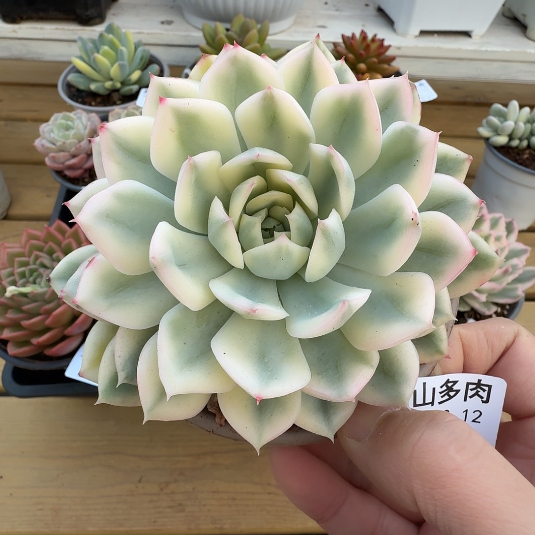 月亮仙子锦11111212-9